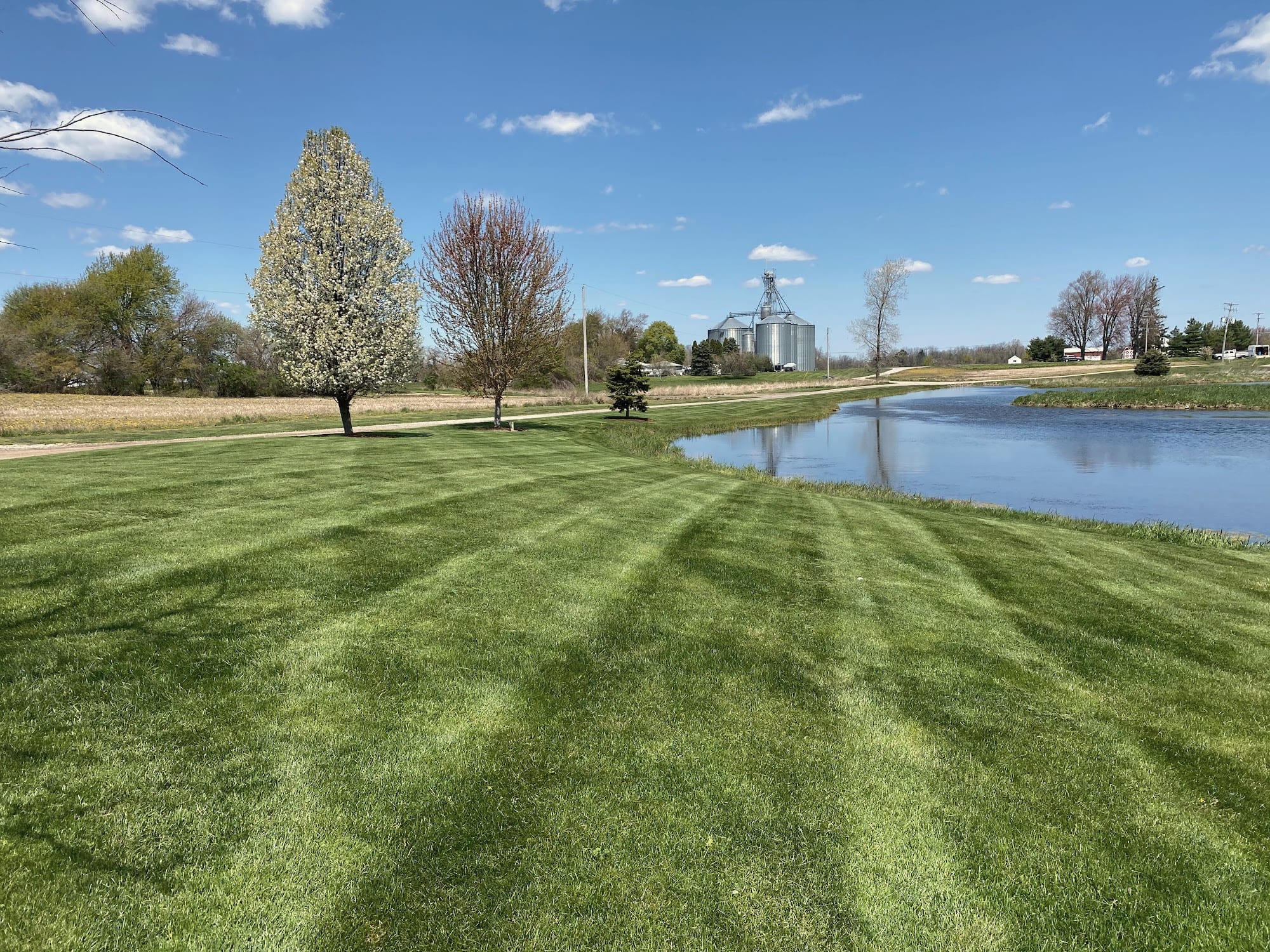 A striped lawn beside a pond with a flowering tree in spring