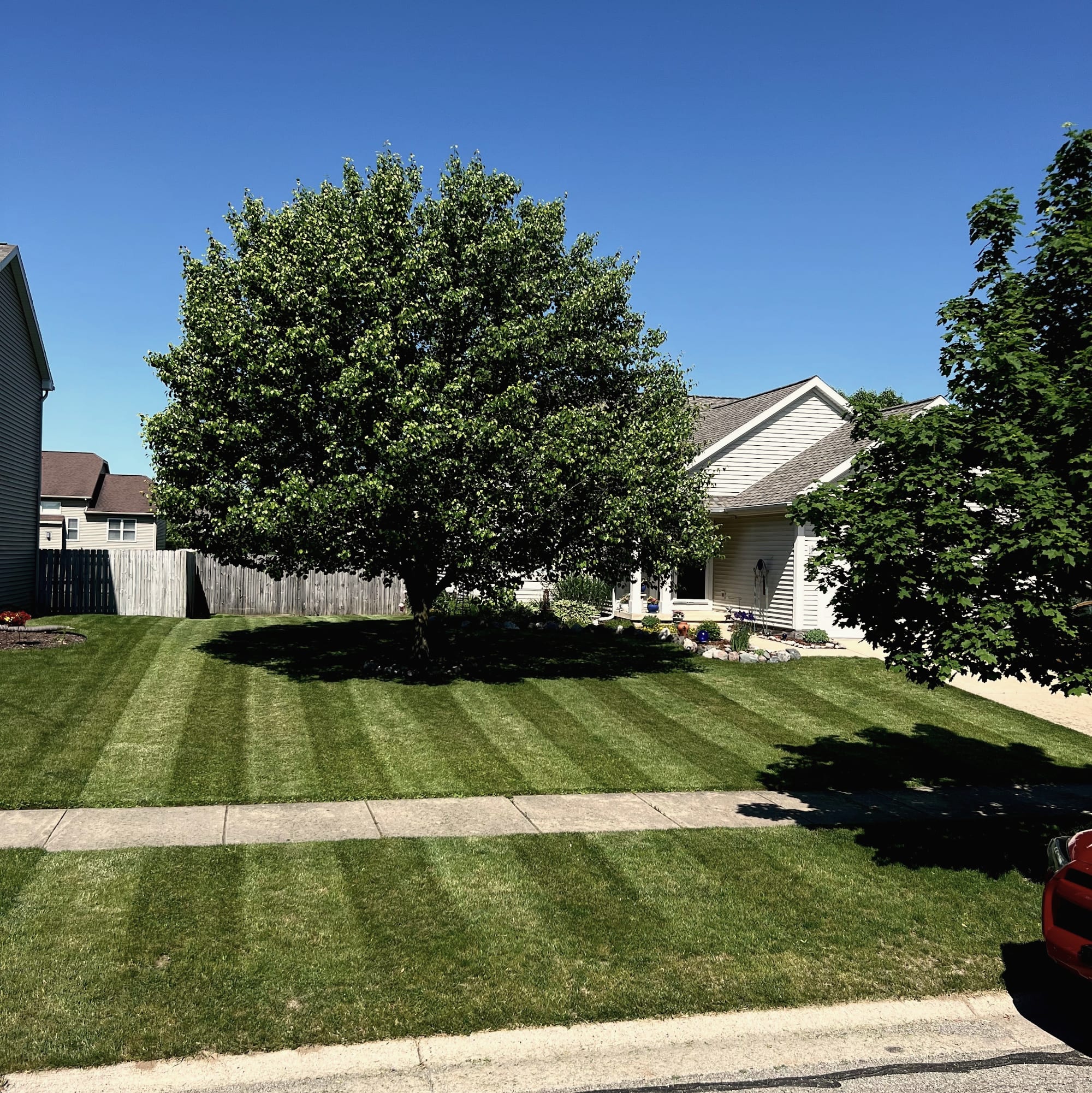 A striped front lawn around a large shade tree and a sidewalk